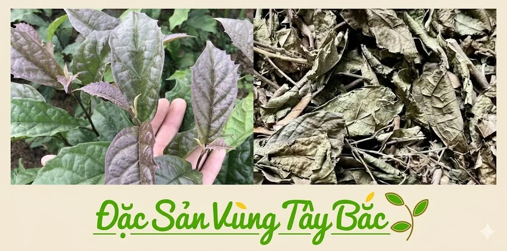 Cây Xạ Đen Khô Hình ảnh cây xạ đen