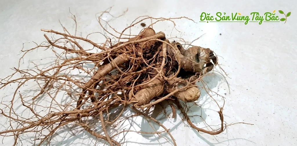 Củ Tam Thất Bắc Hình ảnh củ tam thất bắc tươi