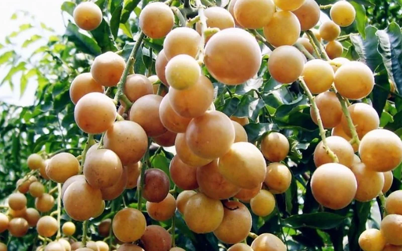 Hình ảnh quả mắc mật ngoài tự nhiên