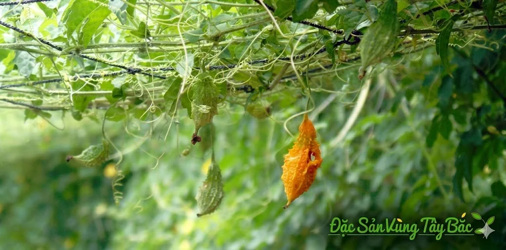 Khổ Qua Rừng Khô Hình ảnh quả khổ qua rừng