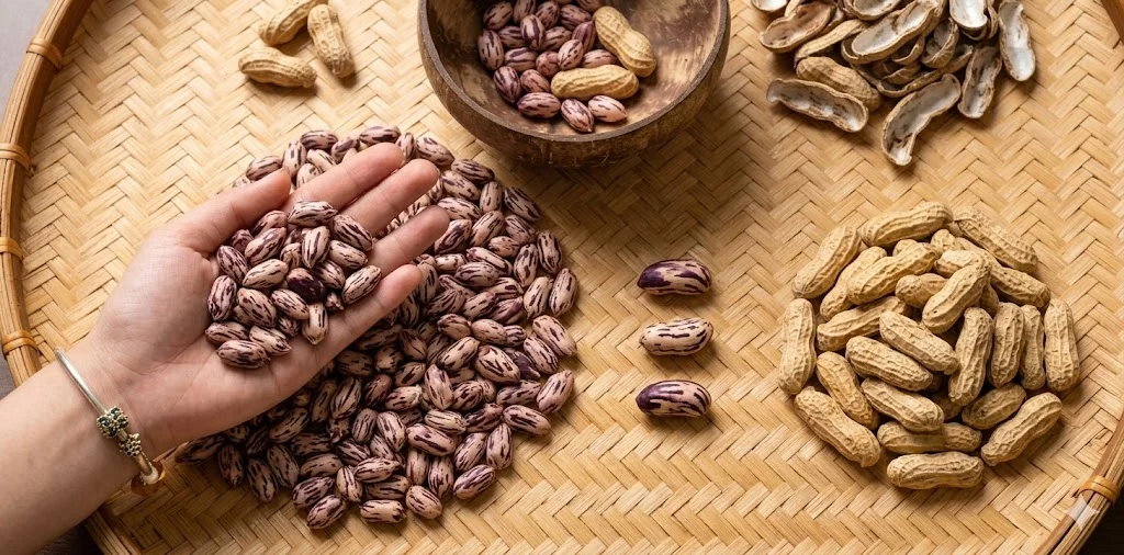 Lạc hoa mèo Điện Biên vụ mới 