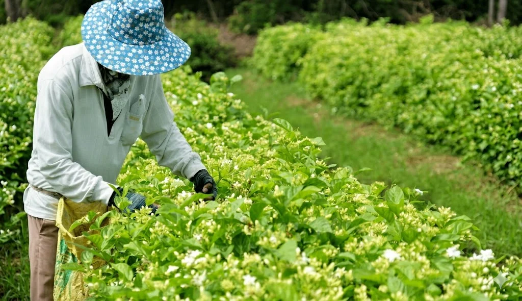 Người dân thu hoạch hoa nhài