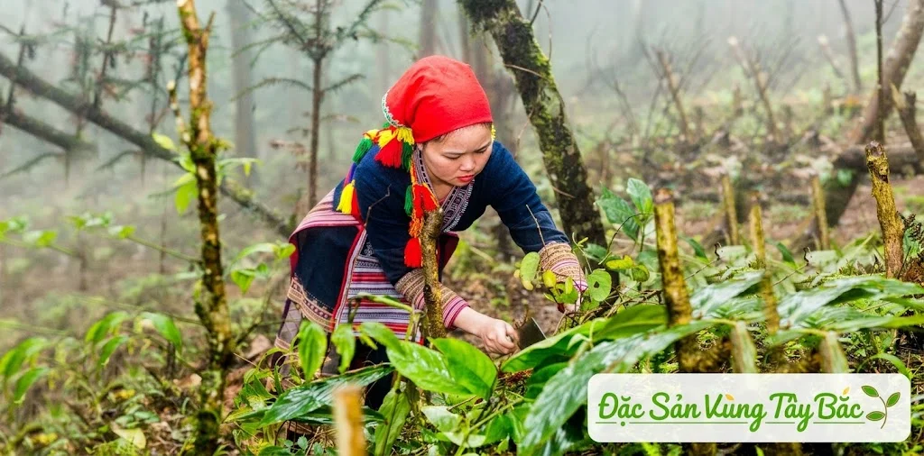Người Dao Đỏ thu hoạch nguyên liệu