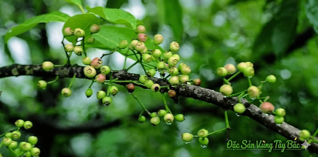 Nụ Vối Khô Hình ảnh nụ vối tươi trước khi thu hoạch