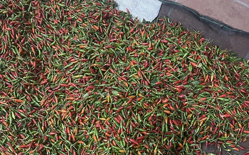 Ớt gió được phơi kỹ lưỡng sau khi thu hoạch