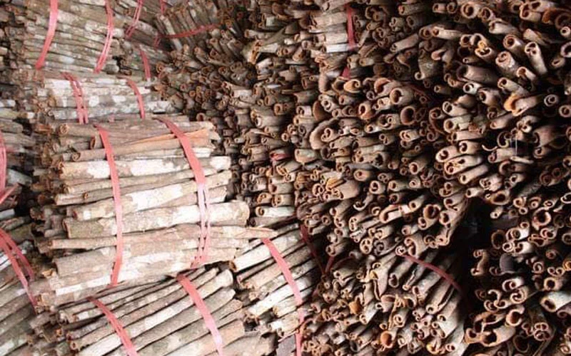 Sản phẩm đều được thu hoạch từ những cây quế già, lâu năm