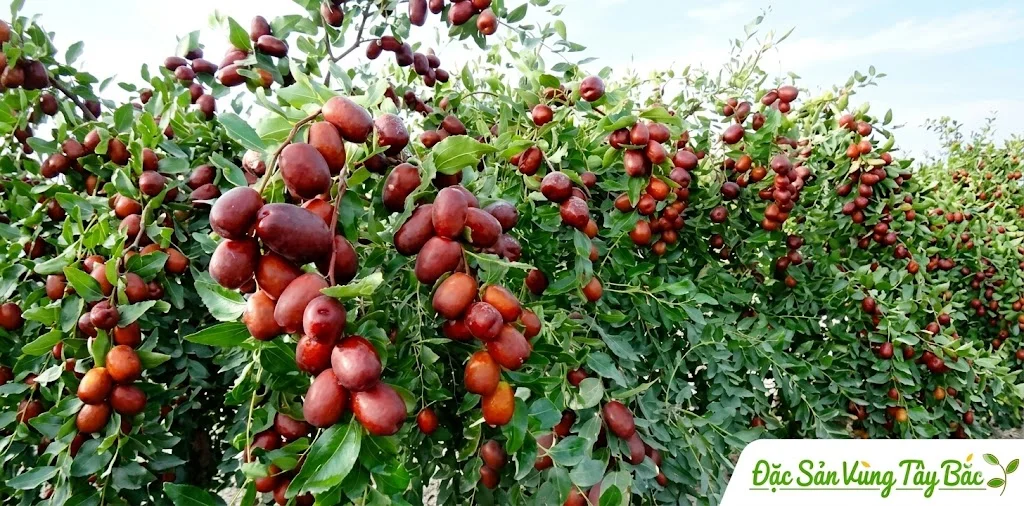 Hình ảnh cây táo đỏ Tân Cương