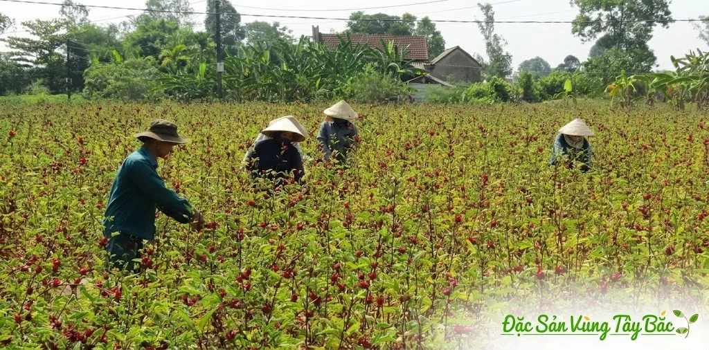 Hoa Atiso Đỏ Khô Hình ảnh thu hoạch hoa atiso đỏ