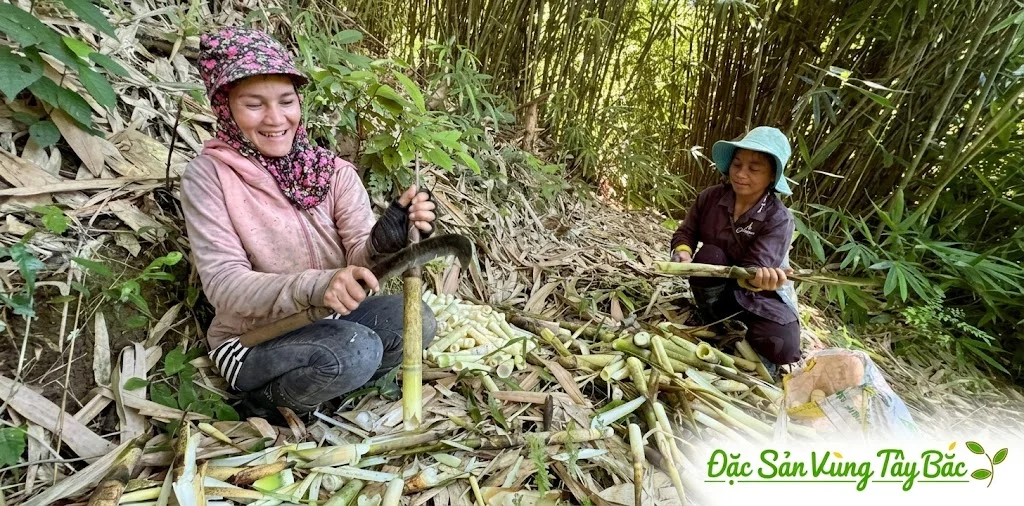 Hình ảnh người dân thu hoạch măng nứa