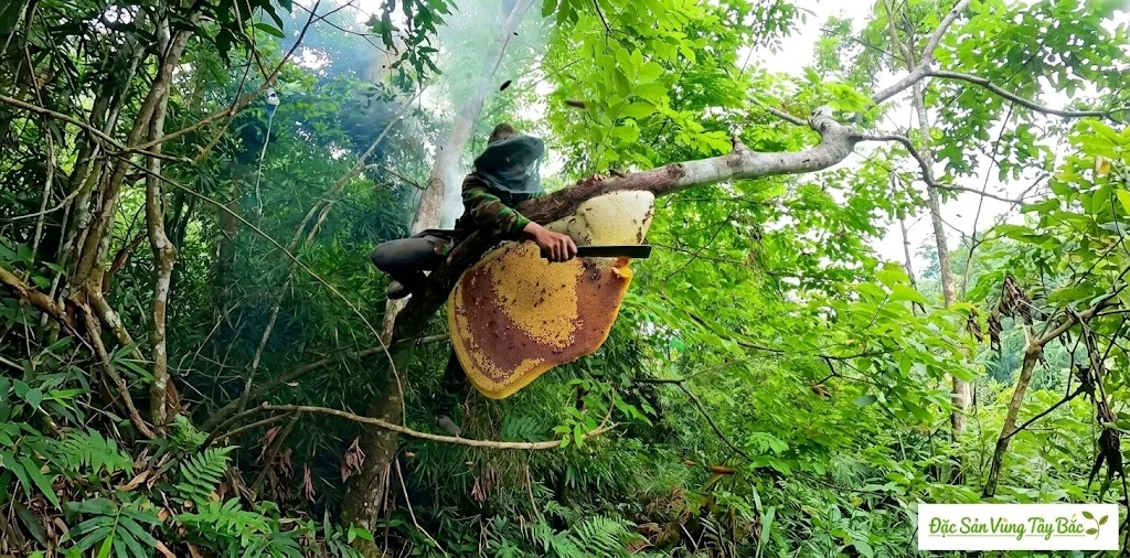 Thu hoạch mật ong rừng