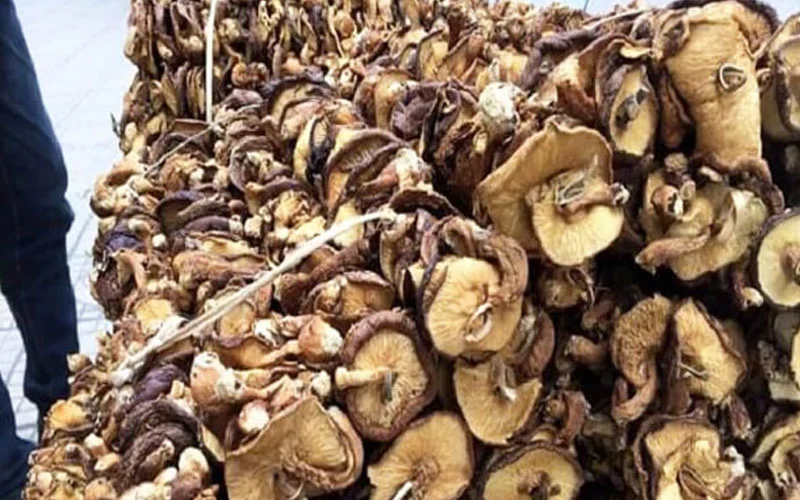 Nấm hương sau khi thu hoạch