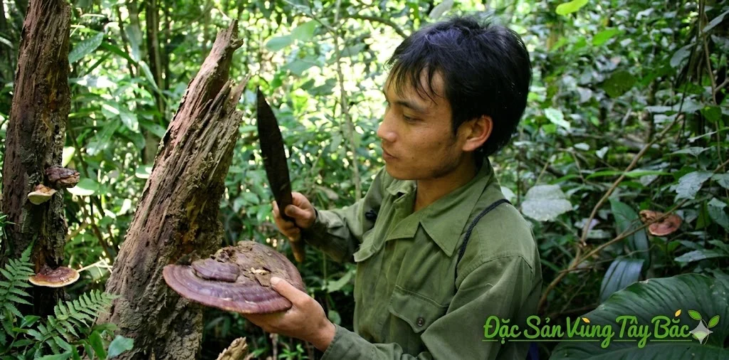 Thu hoạch nấm linh chi rừng