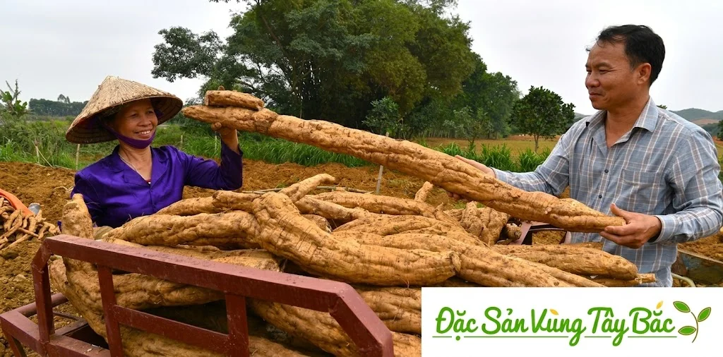 Thu hoạch củ sắn dây