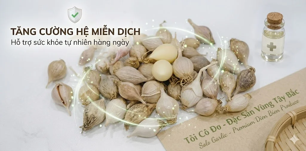 Tỏi Cô Đơn Tây Bắc Tỏi cô đơn giúp tăng cường miễn dịch