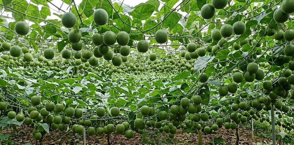 La hán quả được trồng nhiều ở vùng đất Hòa Bình - Việt Nam