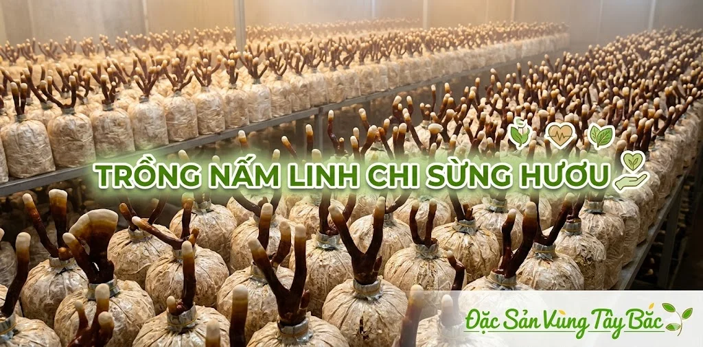 Nấm linh chi sừng hươu dần được trồng phổ biến