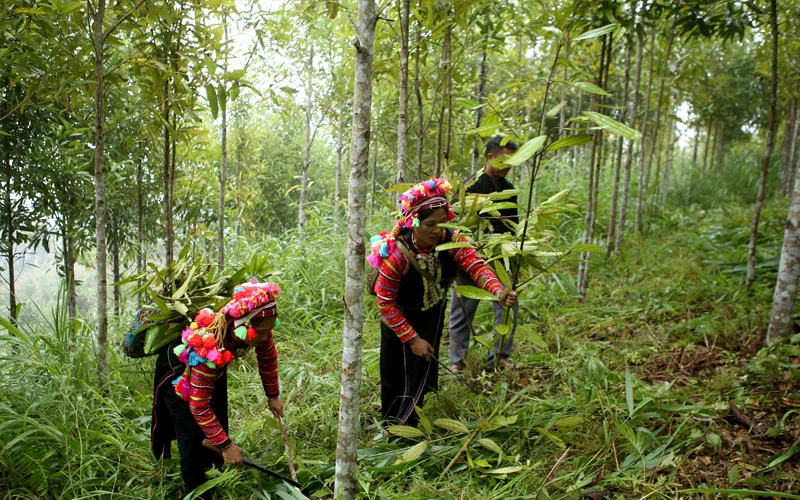 Trồng quế - Yên Bái
