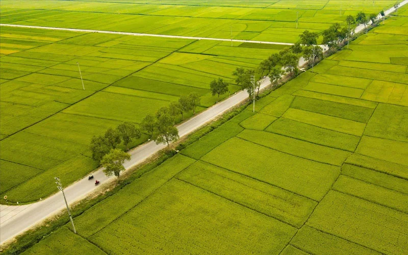 Cánh đồng Mường Thanh vào mua xanh mát