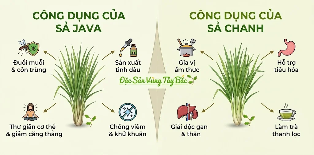  Công Dụng Của Sả Java Và Sả Chanh