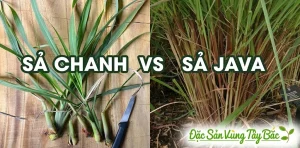 Phân Biệt Sả Java Và Sả Chanh: Đâu Là Sự Lựa Chọn Hoàn Hảo Cho Ngôi Nhà Bạn?