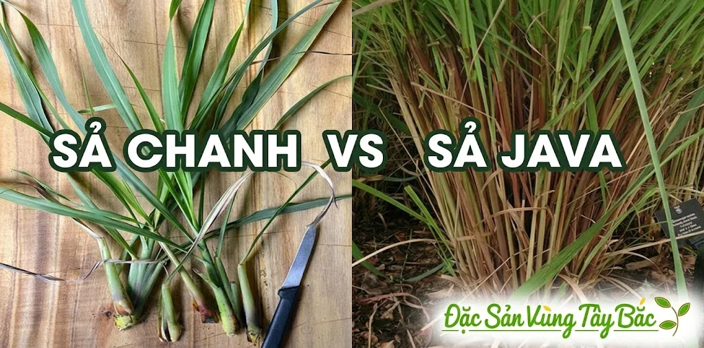 Sự khác nhau giữa sả chanh và sả java